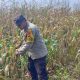 Aipda Hariyadi Tinjau Lahan Jagung di Desa Banu Mas, Wujud Pendampingan Polri untuk Ketahanan Pangan