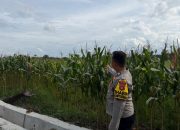 Brigpol Suyudi Tinjau Lahan Jagung Warga, Polsek Madang Suku I Perkuat Dukungan Program Ketahanan Pangan