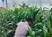 Kanit Provost Polsek BP Peliung Intensif Pantau Pertumbuhan Jagung, Wujud Nyata Dukungan Ketahanan Pangan Nasional