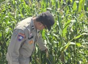 Dukung Swasembada Pangan, Bhabinkamtibmas Polsek BP Peliung Rutin Monitoring Lahan Jagung di Desa Bantan