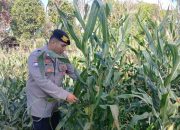 Brigpol Willy Lakukan Monitoring Lahan Jagung di Desa Bantan, Wujud Komitmen Polsek BP Peliung Dukung Ketahanan Pangan