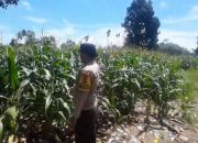 Bhabinkamtibmas Polsek BP Peliung Aktif Dampingi Kelompok Tani, Pantau Pertumbuhan Jagung di Desa Banu Ayu