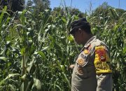 Polsek BP Peliung Terus Kawal Program Ketahanan Pangan Lewat Monitoring Lahan Jagung di Desa Banu Mas
