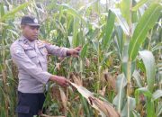 Kanit Bimas Polsek BP Peliung Tinjau Lahan Jagung di Desa Saung, Pastikan Program Ketahanan Pangan Berjalan Optimal