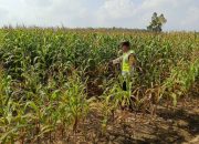 Bhabinkamtibmas Polsek Madang Suku I Pantau Pertumbuhan Jagung Warga, Dukung Program Ketahanan Pangan Nasional