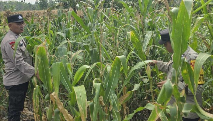 Kanit Binmas Bersama Bhabinkamtibmas Polsek Buay Pemuka Peliung Perkuat Pendampingan Petani melalui Monitoring Lahan Jagung