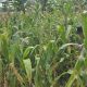 Kanit Binmas Bersama Bhabinkamtibmas Polsek Buay Pemuka Peliung Perkuat Pendampingan Petani melalui Monitoring Lahan Jagung