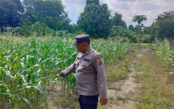 Briptu Munir Tinjau Pertumbuhan Jagung di Desa Negeri Agung Jaya, Wujud Nyata Dukungan Polsek Buay Pemuka Peliung terhadap Ketahanan Pangan