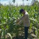 Kanit Binmas Polsek Buay Pemuka Peliung Lakukan Pendampingan Lahan Jagung, Perkuat Sinergi Ketahanan Pangan Bersama Petani