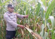 Aiptu Rusmiyadi Intensif Pantau Pertumbuhan Jagung, Polsek Buay Pemuka Peliung Optimalkan Lahan Produktif untuk Ketahanan Pangan