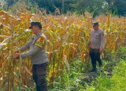 Bhabinkamtibmas Polsek Buay Pemuka Peliung Rutin Pantau Pertumbuhan Jagung, Wujud Dukungan Nyata Program Ketahanan Pangan