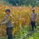 Bhabinkamtibmas Polsek Buay Pemuka Peliung Rutin Pantau Pertumbuhan Jagung, Wujud Dukungan Nyata Program Ketahanan Pangan