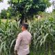 Bhabinkamtibmas Polsek BP Peliung Perkuat Ketahanan Pangan Lewat Pendampingan Rutin Lahan Jagung Warga
