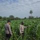 Rutin Dampingi Petani, Personel Polsek BP Peliung Pastikan Tanaman Jagung Tumbuh Optimal
