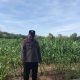 Brigpol Willy Pantau Lahan Jagung di Desa Banu Mas, Polsek BP Peliung Terus Kawal Program Ketahanan Pangan