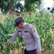 Cek Pertumbuhan Jagung di Desa Banu Ayu, Polsek BP Peliung Perkuat Pendampingan Ketahanan Pangan