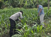 Polsek BP Peliung Intensif Pantau Pertumbuhan Jagung, Wujud Nyata Dukung Ketahanan Pangan Nasional