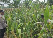 Kanit Patroli Polsek BP Peliung Rutin Pantau Lahan Jagung, Perkuat Sinergi Polri dan Petani Dukung Ketahanan Pangan