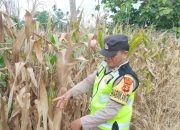 Bhabinkamtibmas Polsek BP Peliung Aktif Dampingi Petani, Pertumbuhan Jagung di Desa Bantan Pelita Dipantau Rutin