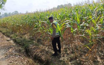 Bhabinkamtibmas Polsek Madang Suku I Tinjau Pertumbuhan Jagung Warga, Wujud Pendampingan Program Ketahanan Pangan