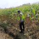 Bhabinkamtibmas Polsek Madang Suku I Tinjau Pertumbuhan Jagung Warga, Wujud Pendampingan Program Ketahanan Pangan