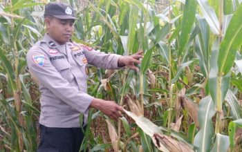 Pantau Jagung Binaan Secara Berkala, Kanit Bimas Polsek BP Peliung Perkuat Dukungan terhadap Ketahanan Pangan
