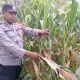 Pantau Jagung Binaan Secara Berkala, Kanit Bimas Polsek BP Peliung Perkuat Dukungan terhadap Ketahanan Pangan