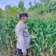 Aiptu Rusmiyadi Intensif Dampingi Petani, Pertumbuhan Jagung di Desa Negeri Agung Jaya Terus Dipantau