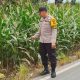 Bhabinkamtibmas Polsek BP Peliung Aktif Dampingi Petani, Pertumbuhan Jagung di Desa Saung Dipantau Rutin