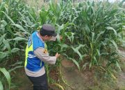 Dukung Program Ketahanan Pangan, Bhabinkamtibmas Polsek Madang Suku I Pantau Pertumbuhan Jagung Milik Warga