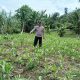 Monitoring Rutin Lahan Jagung, Kanit Bimas Polsek BP Peliung Pastikan Program Ketahanan Pangan Terus Berjalan