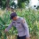 Kanit Patroli Polsek BP Peliung Tinjau Lahan Jagung di Negeri Agung Jaya, Dorong Pemanfaatan Lahan Produktif