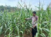Kanit Bimas Polsek BP Peliung Tinjau Pertumbuhan Jagung di Negeri Agung, Perkuat Komitmen Dukung Ketahanan Pangan