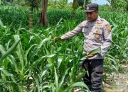 Kanit Bimas Polsek BP Peliung Rutin Pantau Pertumbuhan Jagung, Wujud Nyata Dukung Ketahanan Pangan Nasional