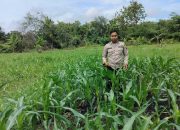 Pantau Lahan Jagung Binaan di Negeri Pakuan, Polsek BP Peliung Perkuat Dukungan terhadap Ketahanan Pangan