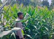 Polsek BP Peliung Intensif Dampingi Petani, Pertumbuhan Jagung di Desa Banu Ayu Terus Dipantau