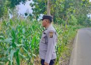 Aiptu Rusmiyadi Tinjau Lahan Jagung Binaan di Negeri Agung, Polsek BP Peliung Terus Kawal Ketahanan Pangan