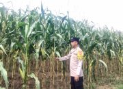 Bhabinkamtibmas Polsek Madang Suku I Pantau Perkembangan Tanaman Jagung Warga di Desa Lubuk Harjo