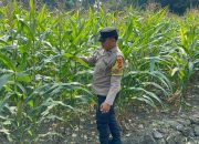 Bhabinkamtibmas Polsek Buay Pemuka Peliung Rutin Pantau Pertumbuhan Jagung, Wujud Dukungan terhadap Program Ketahanan Pangan