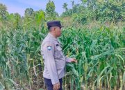 Anggota Polsek Buay Pemuka Peliung Pantau Pertumbuhan Jagung di Negeri Agung Jaya, Dukung Program Ketahanan Pangan