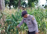 Kanit Patroli Polsek Buay Pemuka Peliung Rutin Cek Lahan Jagung di Negeri Agung Jaya, Wujudkan Ketahanan Pangan Nasional