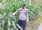 Kanit Bimas Polsek Buay Pemuka Peliung Intensif Pantau Pertumbuhan Jagung, Dorong Optimalisasi Lahan Produktif