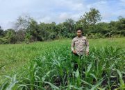 Pantau Lahan Jagung di Desa Pulau Negara, Bhabinkamtibmas Polsek Buay Pemuka Peliung Dukung Ketahanan Pangan Nasional