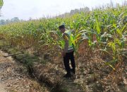 Bhabinkamtibmas Polsek Madang Suku I Pantau Pertumbuhan Jagung Warga, Dukung Program Ketahanan Pangan Nasional