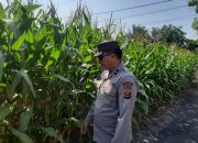 Bhabinkamtibmas Polsek Buay Pemuka Peliung Intensif Pantau Pertumbuhan Jagung, Perkuat Dukungan terhadap Program Ketahanan Pangan Nasional