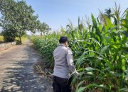 Cek Lahan Jagung di Desa Bantan, Bhabinkamtibmas Polsek Buay Pemuka Peliung Pastikan Program Ketahanan Pangan Terus Berjalan