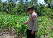 Polsek Buay Pemuka Peliung Terus Dampingi Petani, Brigpol Willy Monitoring Lahan Jagung di Desa Negeri Agung