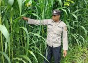 Kanit Binmas Polsek Buay Pemuka Peliung Monitoring Lahan Jagung di Desa Banu Mas, Pastikan Tanaman Tumbuh Optimal