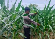 Kanit Binmas Polsek Buay Pemuka Peliung Pantau Pertumbuhan Jagung di Desa Bantan Pelita, Dukung Swasembada Pangan