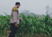 Bhabinkamtibmas Polsek Madang Suku I Pantau Pertumbuhan Jagung Seluas 1 Hektare, Dukung Program Ketahanan Pangan Nasional